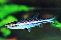Представители рода Derhamia обычно содержащиеся в домашних аквариумах