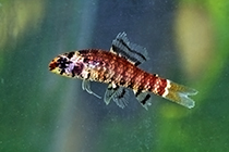 Представители рода Elachocharax обычно содержащиеся в домашних аквариумах