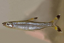 Представители рода Hemistichodus обычно содержащиеся в домашних аквариумах