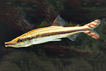 Представители рода Ichthyborus чаще других содержащиеся в домашнем аквариуме
