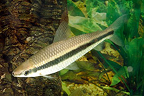 Представители рода Laemolyta чаще других содержащиеся в домашних аквариумах
