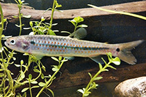Представители рода Lebiasina обычно содержащиеся в домашних аквариумах
