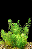 Представители рода Myriophyllum чаще других содержащиеся в домашних аквариумах