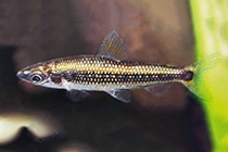 Представители рода Nannocharax обычно содержащиеся в домашних аквариумах