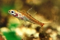 Представители рода Odontocharacidium чаще других содержащиеся в домашних аквариумах