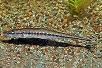 Представители рода Phago обычно содержащиеся в домашних аквариумах