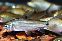 Представители рода Steindachnerina обычно содержащиеся в домашних аквариумах