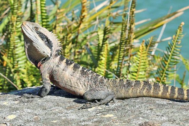 Австралийская водяная агама (Physignathus lesueurii) подвид Physignathus lesueurii lesueurii содержание и размножение в городской квартире