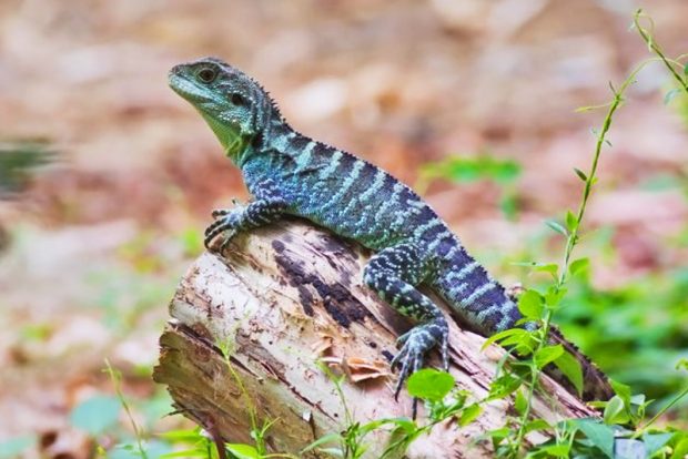 Австралийская водяная агама (Physignathus lesueurii) подвид Physignathus lesueurii howitti содержание и размножение в городской квартире