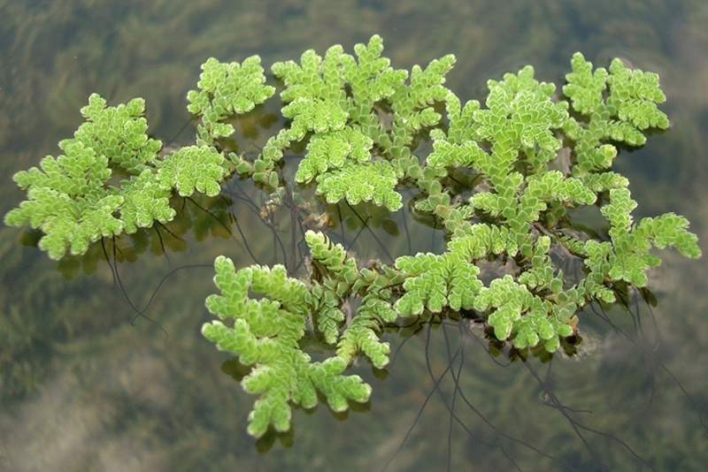 Азолла каролинская (Azolla caroliniana) содержание и размножение в домашнем аквариуме