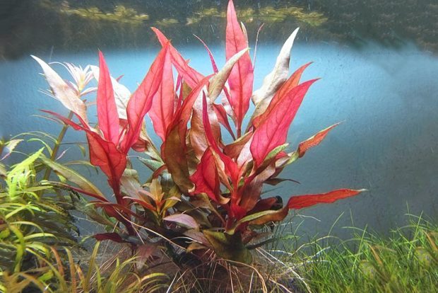 Альтернантера розовая (Alternanthera rosaefolia) содержание и разведение в домашних аквариумах