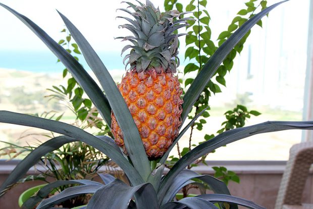 Ананас (Ananas) выращивание и размножение в городской квартире