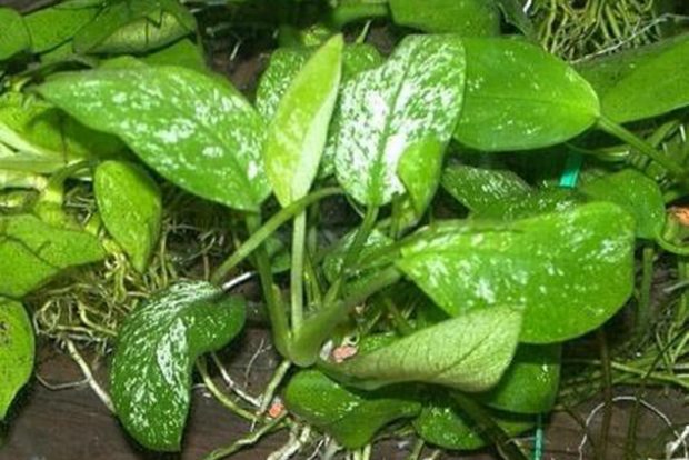 Анубиас Бартера крапчатый (Anubias barteri Variegated) содержание и размножение в домашних аквариумах