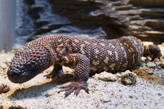 Мексиканский ядозуб (Heloderma horridum) содержание и размножение в условиях городской квартиры