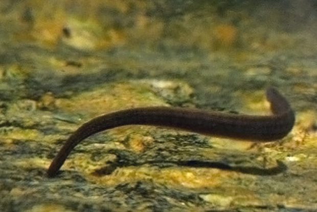 Большая ложноконская пиявка (Haemopsis sanguisuga)  содержание и размножение в домашнем аквариуме