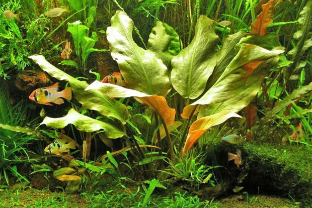 Криптокорина Бласса (Cryptocoryne blassii) содержание и разведение в домашних аквариумах