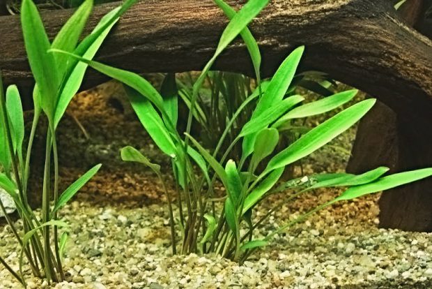 Криптокорина блестящая (Cryptocoryne lucens) содержание и размножение в домашних аквариумах