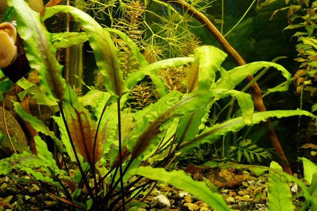 Криптокорина желтая (Cryptocoryne lutea) содержание и размножение в домашних аквариумах