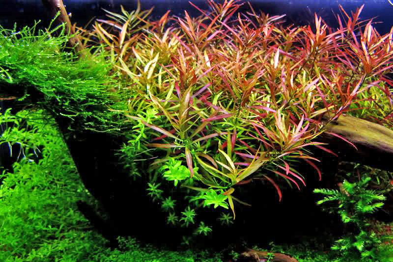 Людвигия дугообразная (Ludwigia arcuata) выращивание в домашнем аквариуме