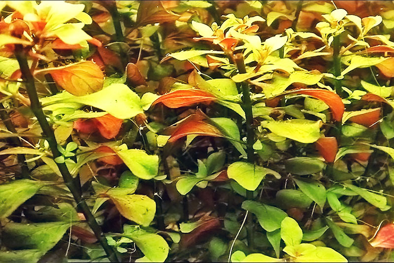 Людвигия ползучая (Ludwigia repens) содержание и размножение в домашнем аквариуме