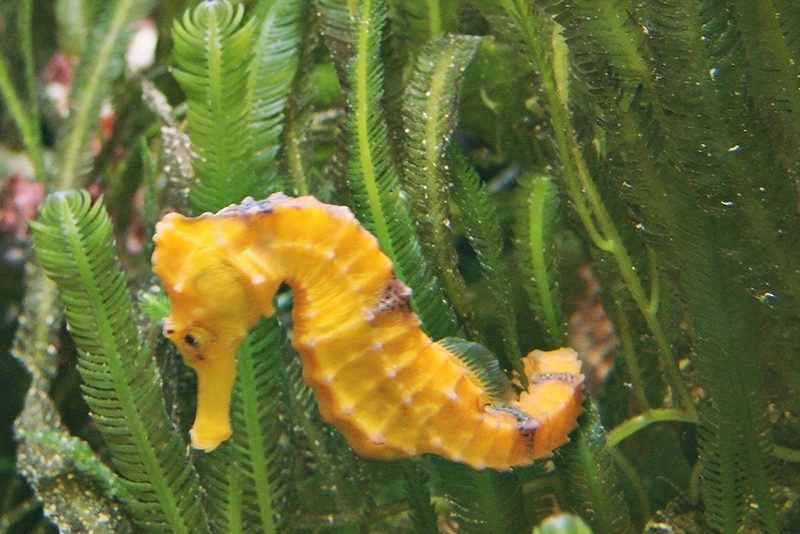 Морские коньки Hippocampus основные требования для успешного содержания в условиях домашнего аквариума