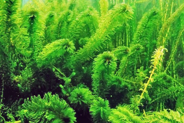 Элодея канадская (Elodea canadensis) содержание и размножение в домашнем аквариуме