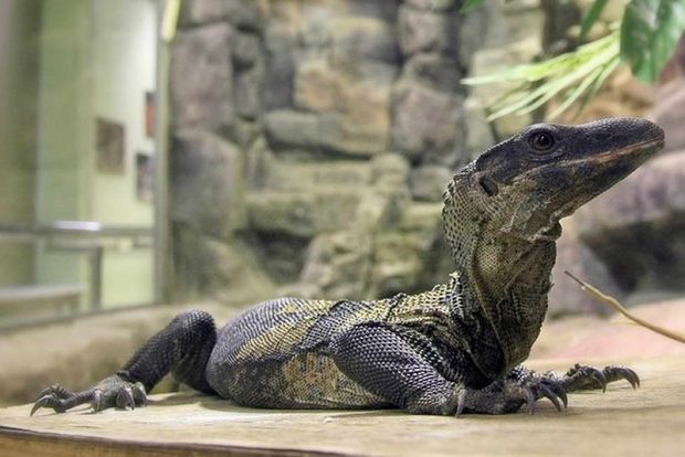 Южноазиатский варан (Varanus rudicollis)  содержание и размножение в условиях городской квартиры