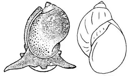 Яйцевидный прудовик (Lymnaea ovata) содержание в домашнем аквариуме
