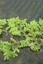 Представители род Azolla содержащиеся в домашних аквариумах