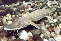 Представители рода Scaphirhynchus Представители рода Scaphirhynchus содержащиеся в домашнем аквариуме
