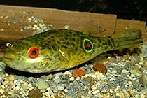 Представители рода Tetraodon содержащиеся в домашнем аквариуме