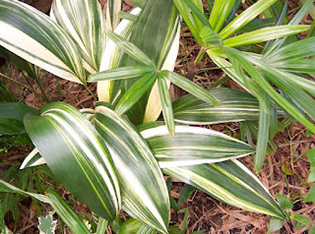 Аспидора (Aspidistra variegata) содержание и размножение в домашних квартирах