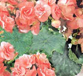 Begonia Lorrain, группа гибридов бегоний Лоррен выращивание и размножение в городской квартире