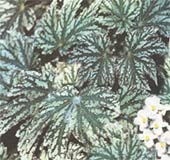 Begonia diadema, бегония диадема содержание и размножение