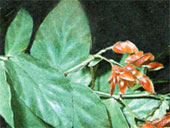 Begonia glaucophylla, бегония сизолистая выращивание и размножение в городской квартире