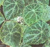Begonia goegoensis, бегония гоэгская содержание и размножение