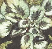 Begonia griffithii, Бегония Гриффита содержание и размножение