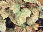 Begonia imperialis, бегония императорская содержание и размножение
