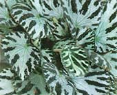 Рисунок характерен для Begonia rex Anna Grace, Begonia rex Winter Ace