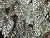 Begonia rex, бегония королевская содержание и размножение