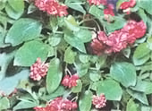 Begonia semperflorens, вечноцветущая бегония содержание и размножение в городской квартире