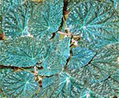 Begonia xanthina, бегония желтая содержание и размножение