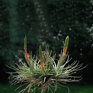 Тилландсия трехцветная (Tillandsia tricolor) выращивание и размножение в условиях городской квартиры