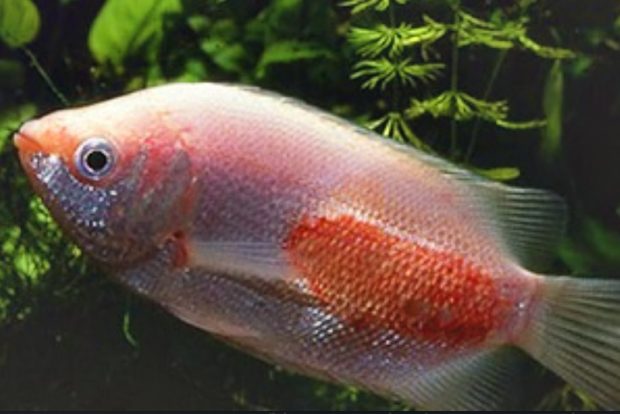 Щелочная болезнь рыб причины возникновения, варианты течения и способы лечения в условиях домашнего аквариума