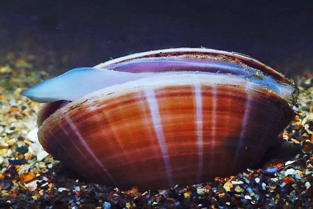 Беззубка рыбья (Anodonta cygnea piscinalis) содержание и размножение в домашнем аквариуме