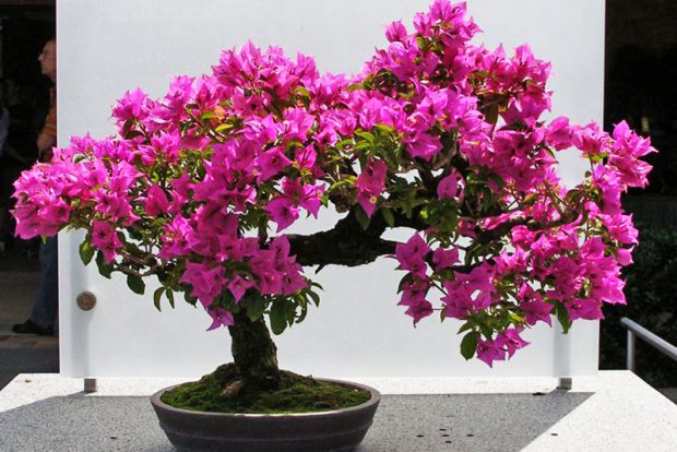 Бугенвилия голая (Bougainvillea glabra) выращивание и размножение в городских квартирах