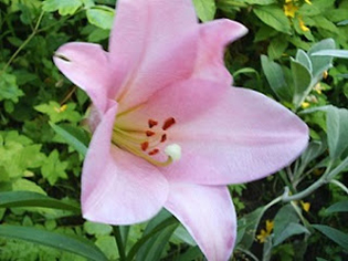 Лилия (Lilium) группа воронковых цветков