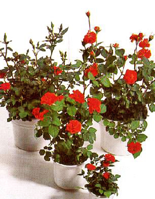 Комнатная роза (Rosa) условия для выращивания и размножения в городских квартирах