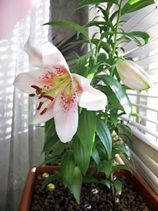 Лилия (Lilium) выращивание и разведение в условиях городской квартиры
