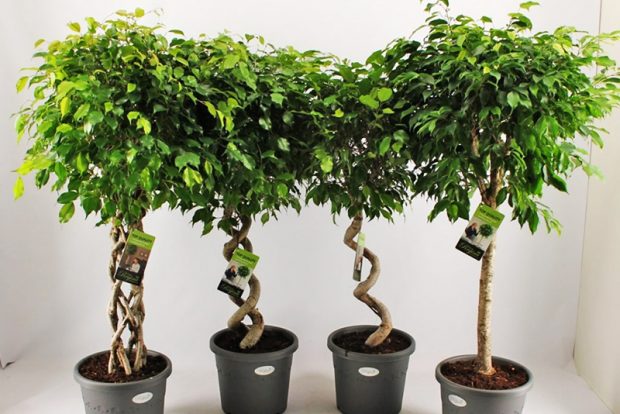 Фикус Бенджамина (Ficus benjamina) выращивание и размножение в городских квартирах